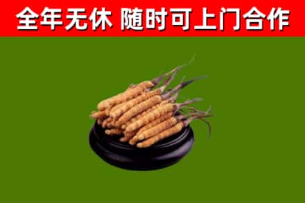 龙川县回收冬虫夏草